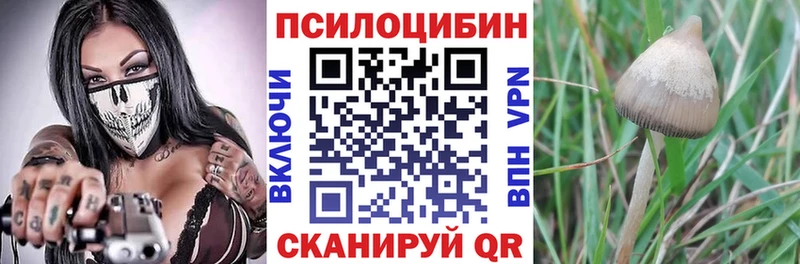 цены Каргат Галлюциногенные грибы GOLDEN TEACHER